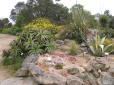  plantes sur rocaille